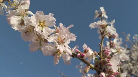 Almond blossoms on tree branch Stock Footage 149080705