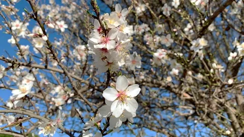 Almond blossoms on the tree in spring on the blue sky background. Slow motion. Stock Footage 221325323