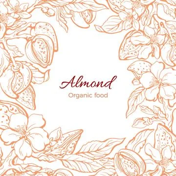 Almond border. Vector template. Botany realistic branch, leaf, flower in bloo Stock Illustration