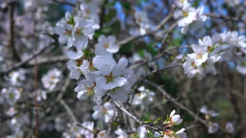 Almond branch in early spring at the beginning of flowering Video stock 150320540