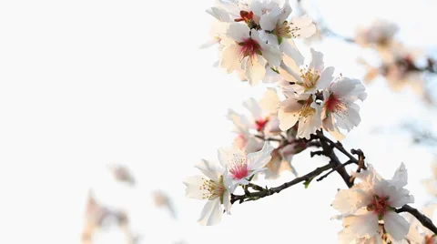 Almond branch Stock Footage