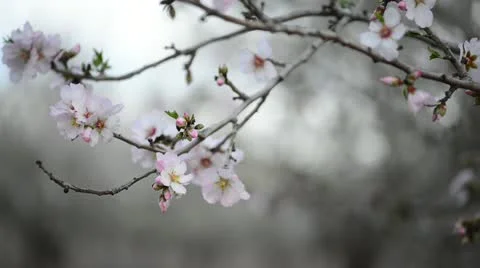 Almond branch Stock Footage 21320589