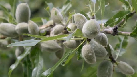 Almond branch Stock Footage 129926727