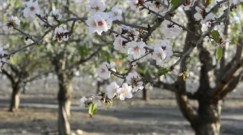 Almond branch in a wind Stock Footage 21320807