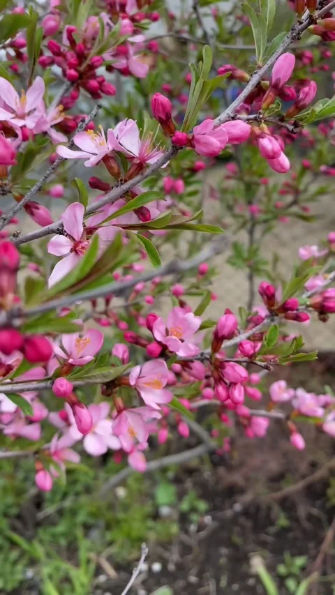 Almond branches Stock-Footage 241296949