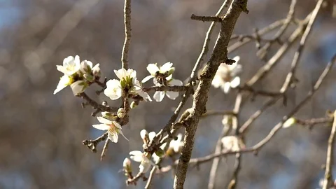 Almond bud break Stock Footage 85231898