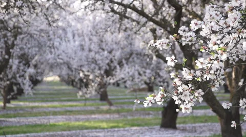 Almond Crops and Almond Blossoms Stock Footage