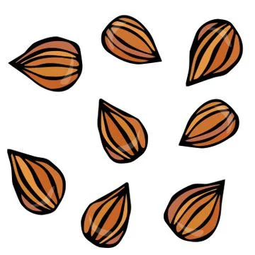 Almond. Doodle Style Vector Background, Isolated on White. Stock Illustration