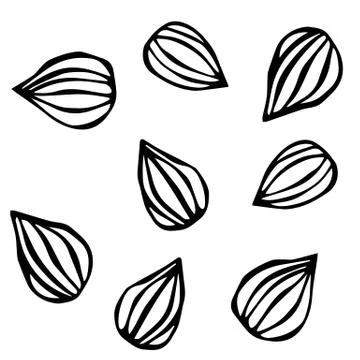 Almond. Doodle Style Vector Background, Isolated on White. Stock Illustration