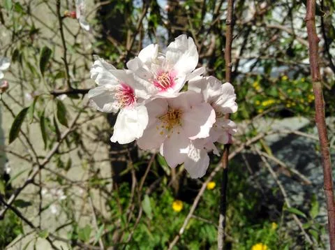 Almond on the farmland Stock Photos