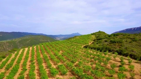 Almond field Stock Footage 76794803