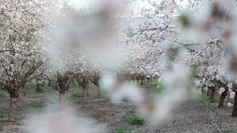 Almond fields in a blossom. Slow motion close-up of blooming almond tree Stock Footage 235146212