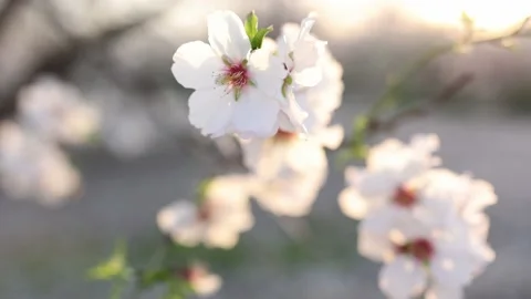 Almond fields in a blossom. Slow motion close-up of blooming almond tree Stock Footage 235146575