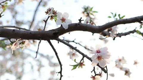 Almond fields in a blossom. Slow motion close-up of blooming almond tree Stock Footage 235146667