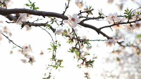 Almond fields in a blossom. Slow motion close-up of blooming almond tree Stock Footage 235147285