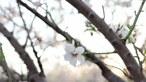 Almond fields in a blossom. Slow motion close-up of blooming almond tree Stock Footage 235147427