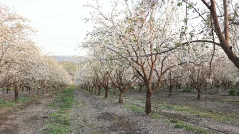 Almond fields in a blossom. Slow motion close-up of blooming almond tree Stock Footage 235147852
