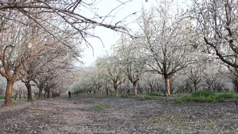 Almond fields in a blossom. Slow motion close-up of blooming almond tree Stock Footage 235147889