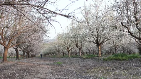 Almond fields in a blossom. Slow motion close-up of blooming almond tree Stock Footage 235147926