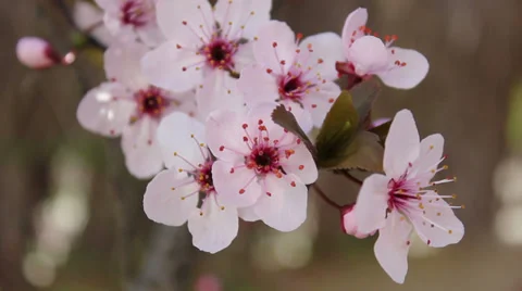 Almond flower 03 Stock Footage 33131279