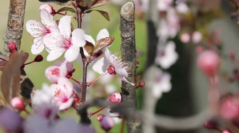 Almond flower 04 Stock Footage 33129574