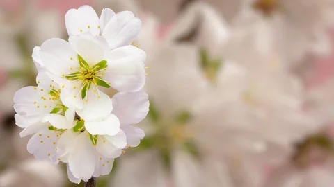 Almond flower growing and blossoming time lapse Stock Footage