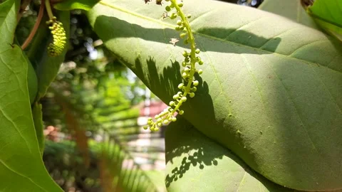 Almond flower in the tree. Stock Footage 180052598