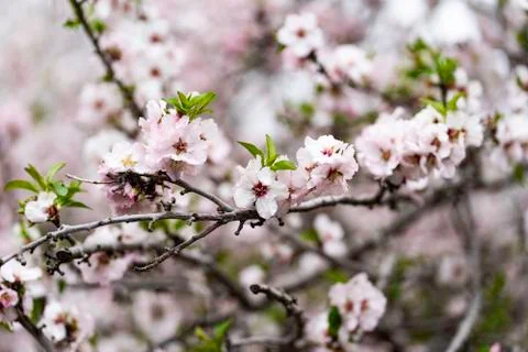 Almond flower on the tree Stock Photos