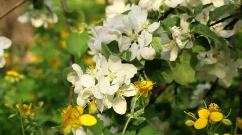Almond flower trees Stock-Footage 24476611