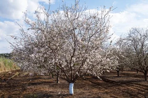 Almond flower trees at spring Stock Photos