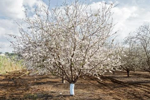 Almond flower trees at spring Stock Photos
