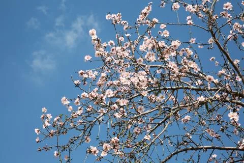 Almond flower trees at spring Stock Photos
