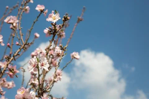 Almond flower trees at spring Stock Photos