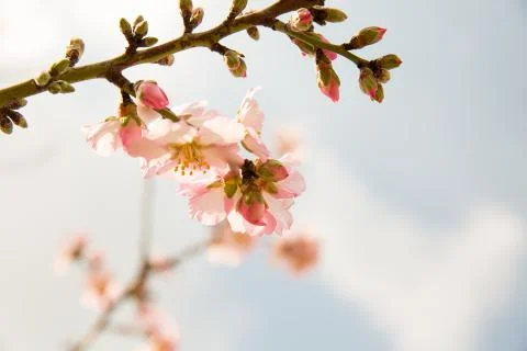 Almond flower trees at spring Stock Photos