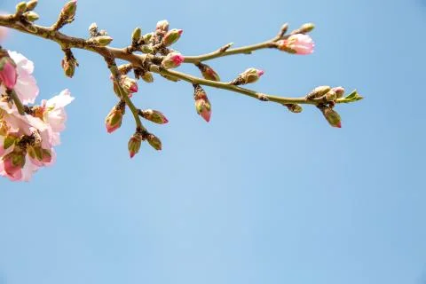 Almond flower trees at spring Stock Photos