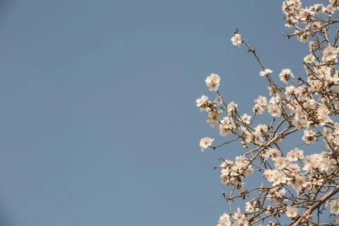 Almond flower trees at spring Stock Photos