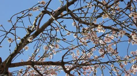 Almond flowers Stock Footage 10826986