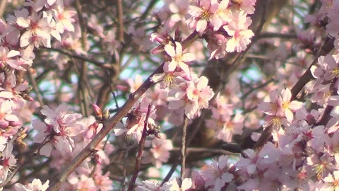 Almond flowers 스톡 동영상 72038192