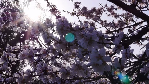 Almond Flowers Stock Footage