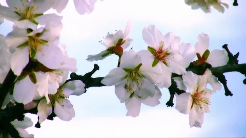 Almond flowers. Stock Footage 110947548