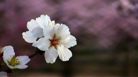 Almond flowers. Stock Footage 110947570