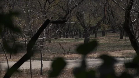 Almond forest on a gray day Stock Footage 259221868