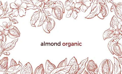 Almond frame. Vector botany branch, leaf, flower in bloom, hazelnut. Hand dra Illustrazione stock
