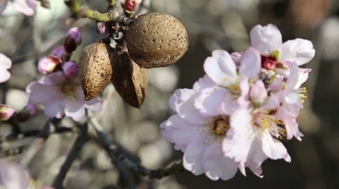 Almond fruit on blossom tree Stock Footage 49076568