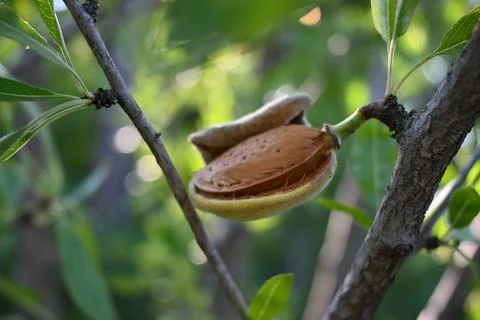 Almond fruit growing on a tree Stock-Fotos