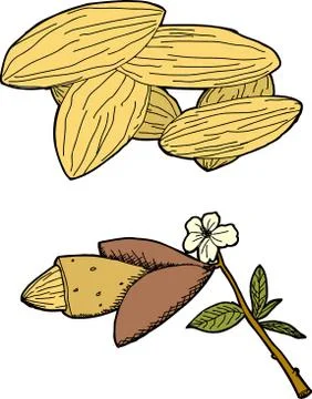 Almond graphic Stock Illustration