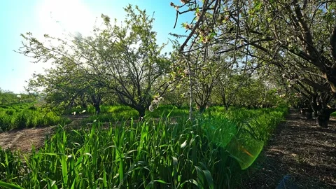 Almond grove in spring Stock Footage 234871426