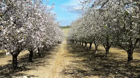 Almond grove.mp4 Stock Footage 21320740