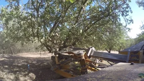 Almond Harvest Stock Footage 85290835