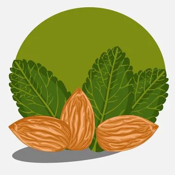 Almond Stock Illustration
